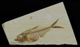Bargain, Diplomystus Fossil Fish - Wyoming #51809-1